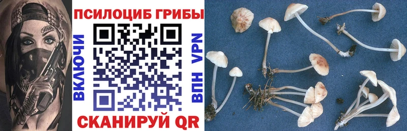 Псилоцибиновые грибы Cubensis Людиново